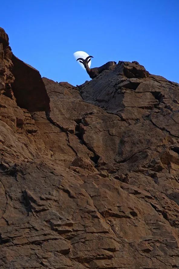 作为内蒙人，山羊这么牛的生物，竟然不了解？