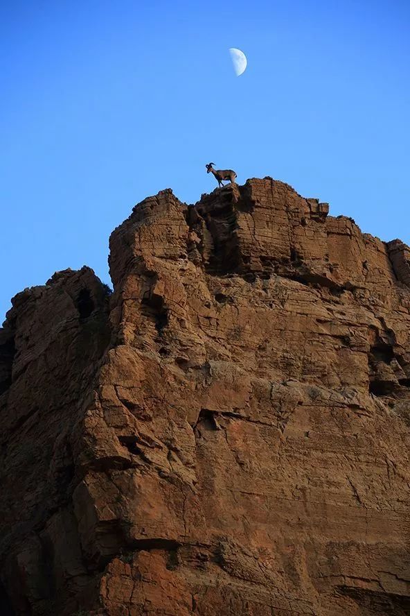 作为内蒙人，山羊这么牛的生物，竟然不了解？