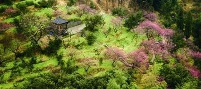免费开放会文雅！诸暨“梅痴”耗时36年打造一座隐世“梅山”……