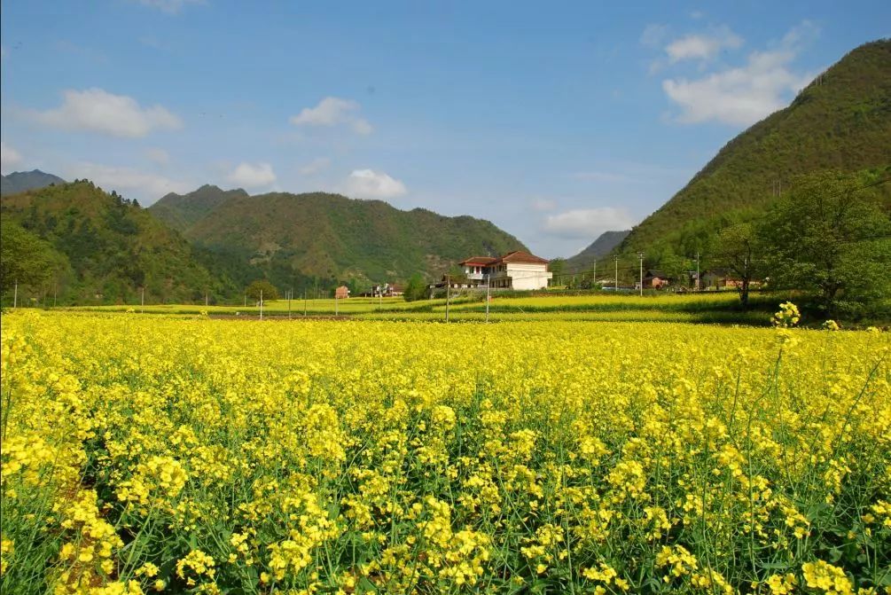 汉中最美油菜花节开幕,汉中油菜花节开幕式视频2020