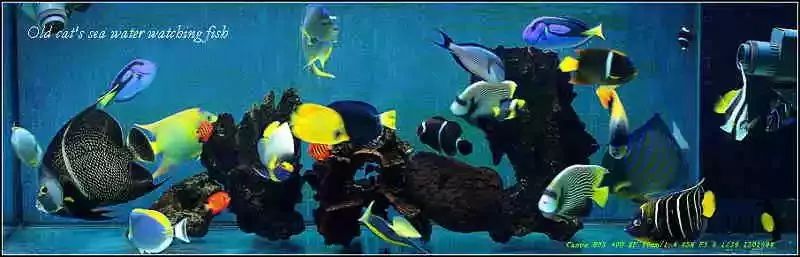 起起伏伏教程,海缸珊瑚的饲养