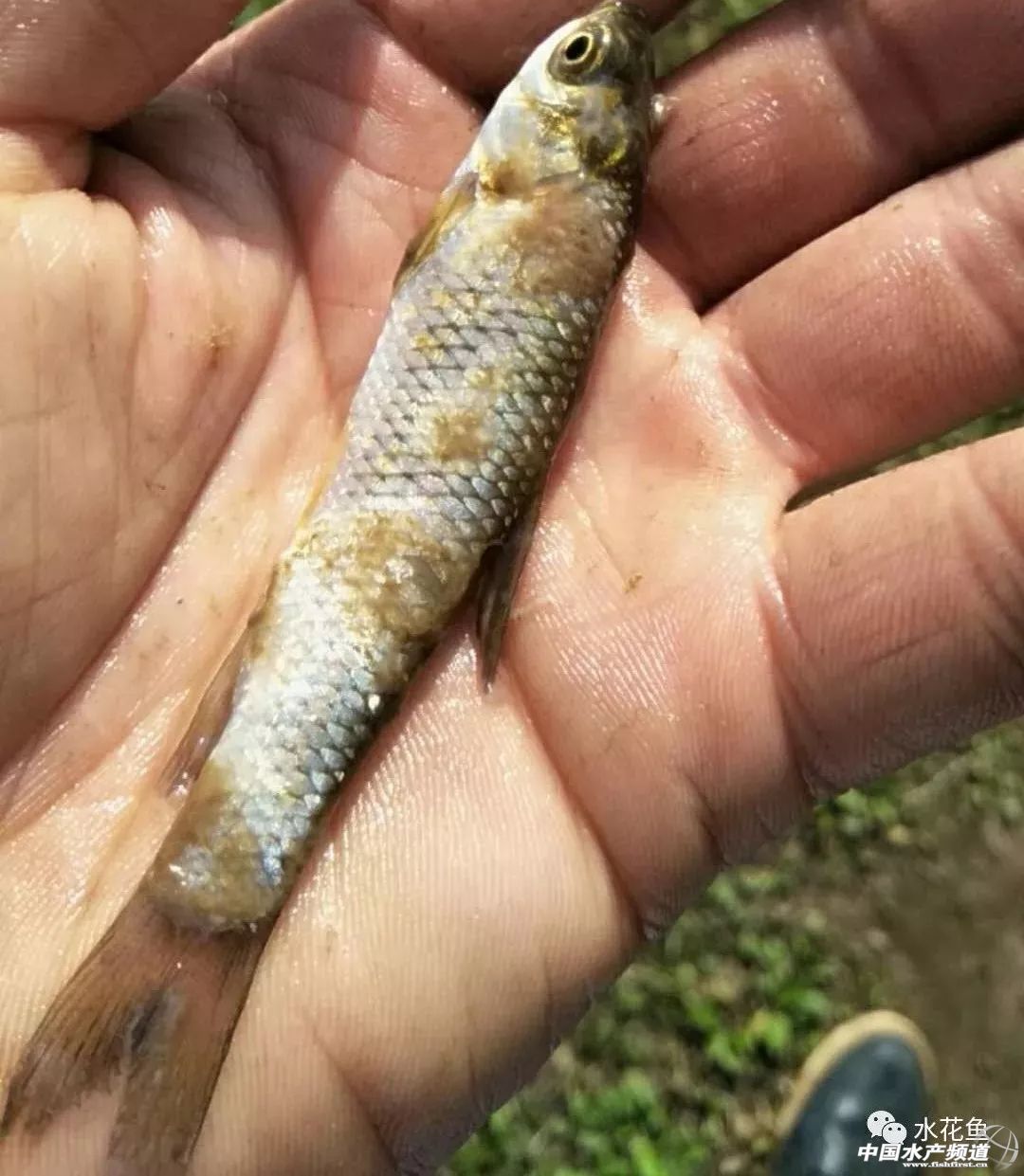 冬末初春，赤皮水霉及其并发症特别要注意