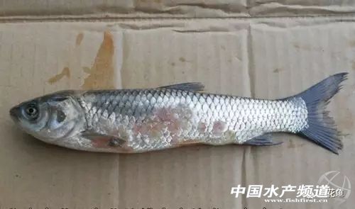 冬末初春，赤皮水霉及其并发症特别要注意