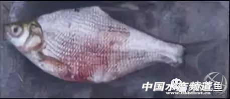 冬末初春，赤皮水霉及其并发症特别要注意