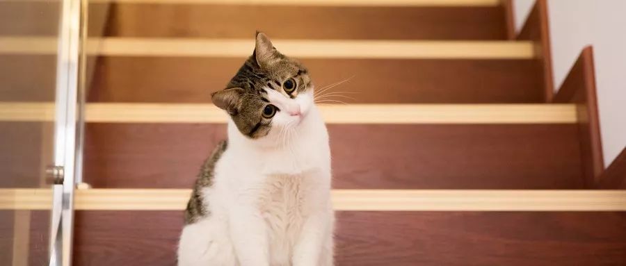 星巴克猫爪杯爆红背后,星巴克猫爪杯遭疯抢视频