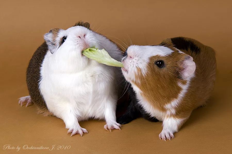 仓鼠怎么养活得更久,如何让仓鼠活得久