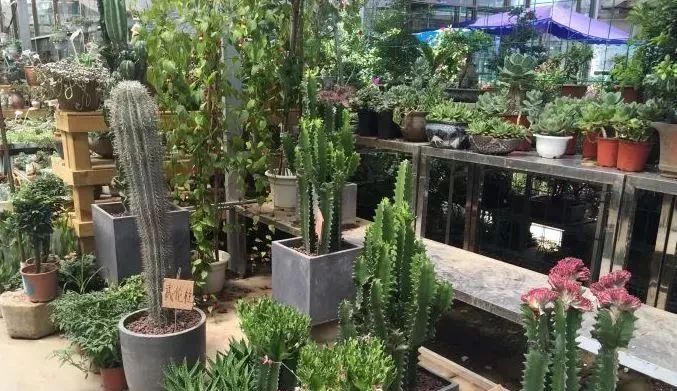 今年的花市在哪里逛,周末去花市买花