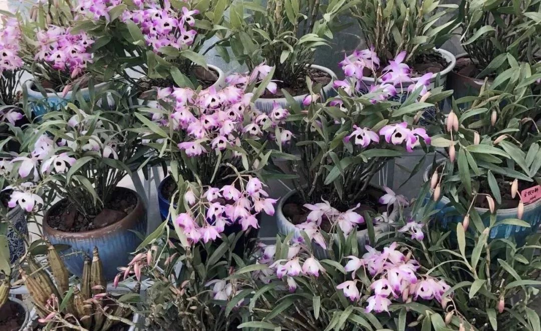 今年的花市在哪里逛,周末去花市买花