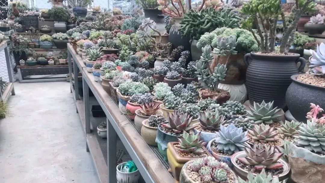 今年的花市在哪里逛,周末去花市买花