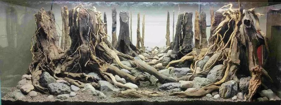 ada2021造景大赛第一名高清图,22年ada造景大赛