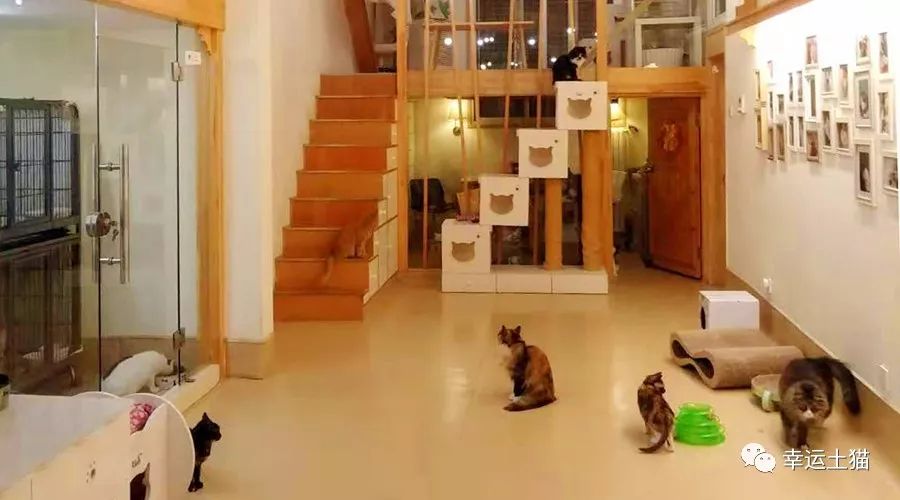 领养土猫的平台,领养土猫附近