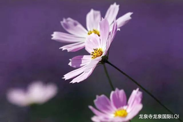 爱语优雅红酒,爱语光感净透