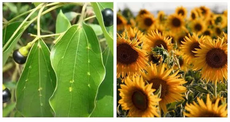 湿疹晒伤后抹什么药膏,日晒皮炎湿疹用什么止痒