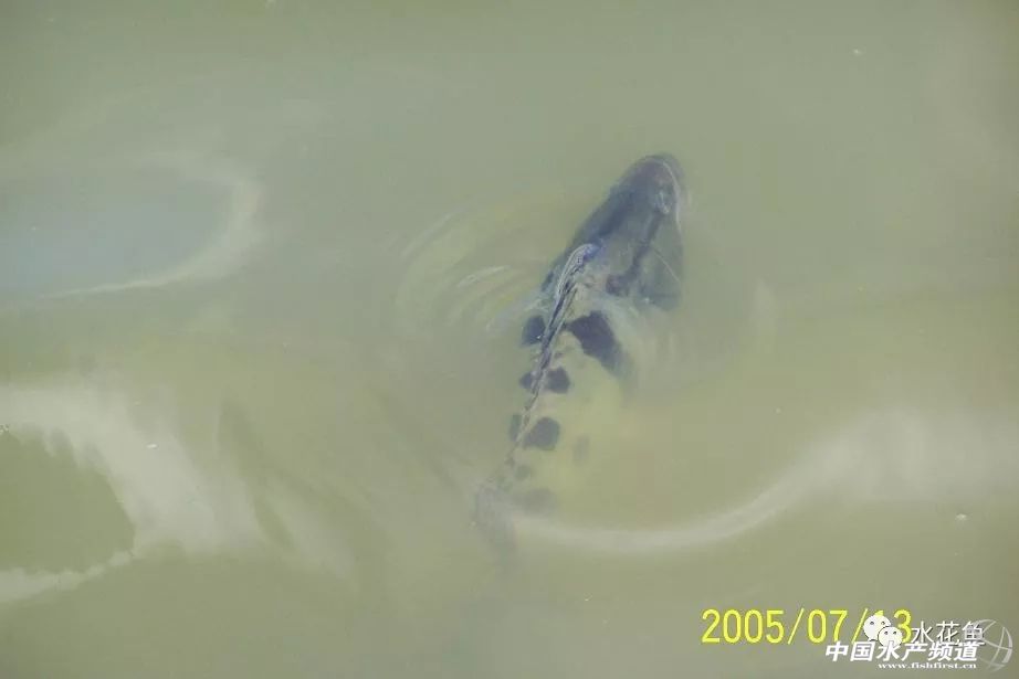 鱼苗放进鱼塘有少数死亡正常吗,放养鱼种要注意什么