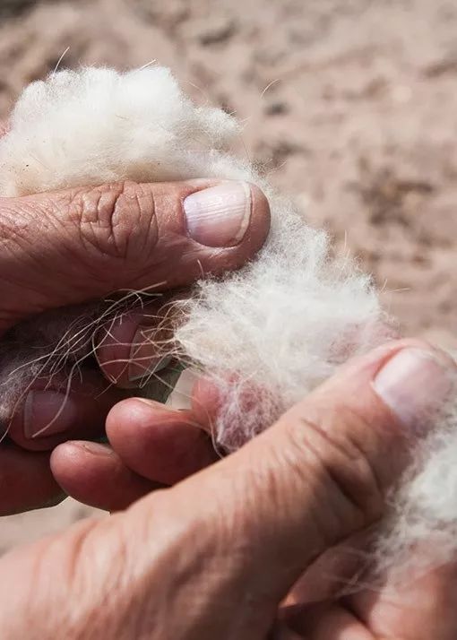 预热｜皇室与明星的高级毛纺，你也值得拥有~