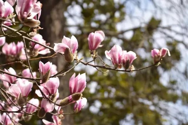 上海人春天爱吃的美食,春天上海最好吃的东西