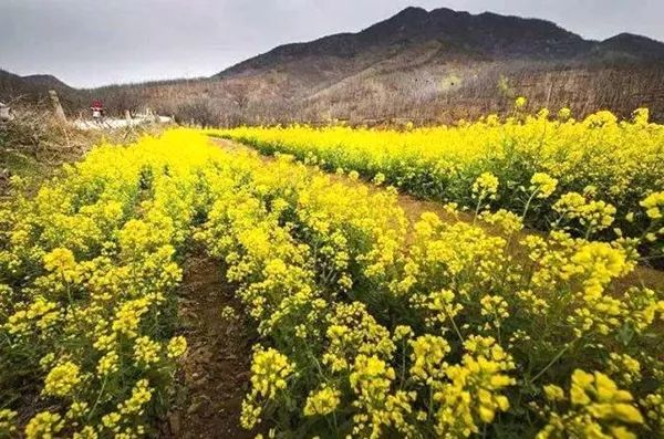 鹿泉网红打卡地免费,鹿泉太平河网红打卡圣地
