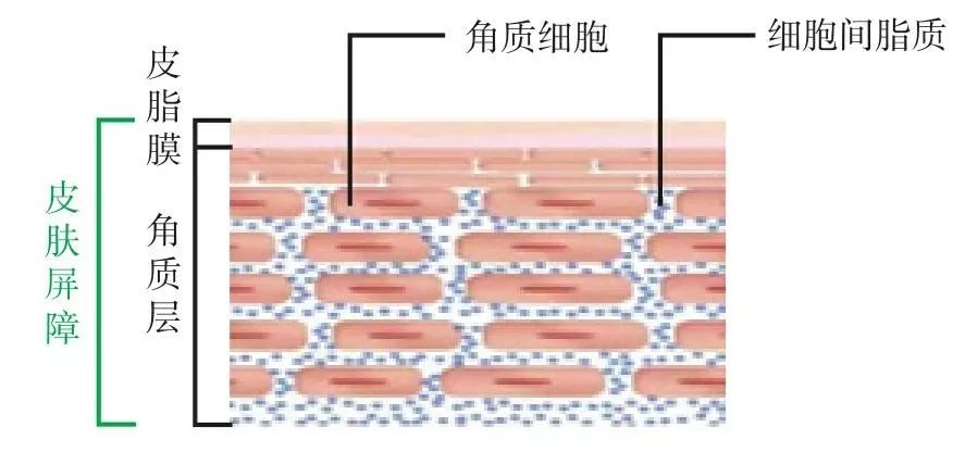 一般女性面膜多少钱,国内一盒面膜多少钱