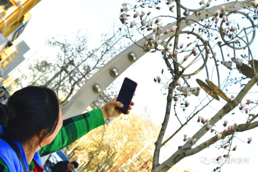 美得不像话！通州玉兰花开早腊梅绽放报春来