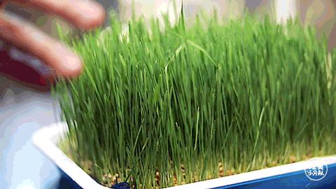 戏精欠揍系列,戏精反被骗