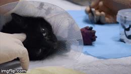 中医治狗病,中医能治狗骨科吗