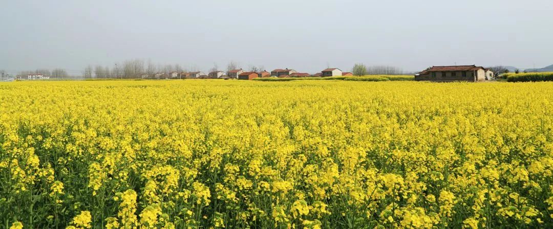 咸宁市赏花景点有哪些景区,诗意踏青春暖花开