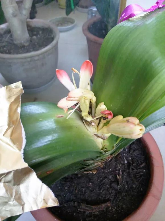 怎样预防和处理君子兰夹箭问题,君子兰夹箭最有效的处理办法