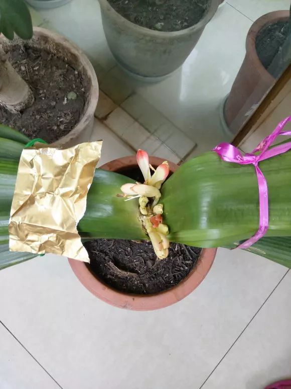 怎样预防和处理君子兰夹箭问题,君子兰夹箭最有效的处理办法