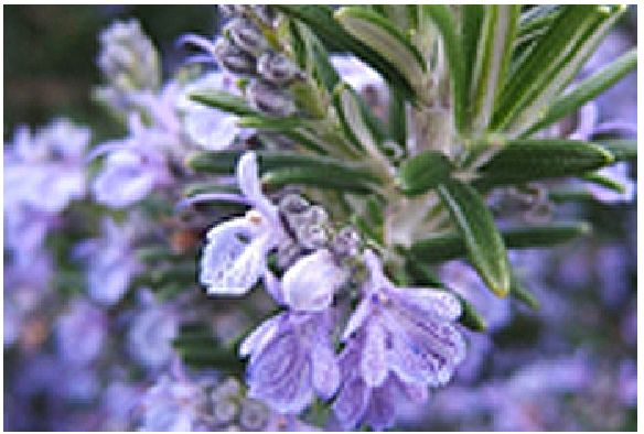 苏菲娜防晒霜控油,日本苏菲娜防晒测评