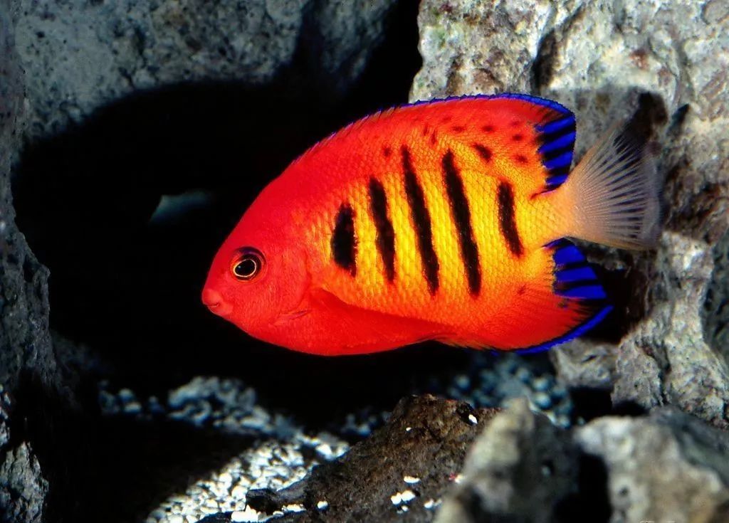 怎么样孵化火狐,火焰仙怎么孵化