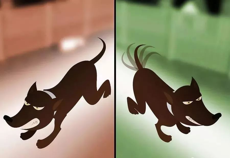 在外遇到恶犬攻击怎么办,如果被恶犬攻击怎么办