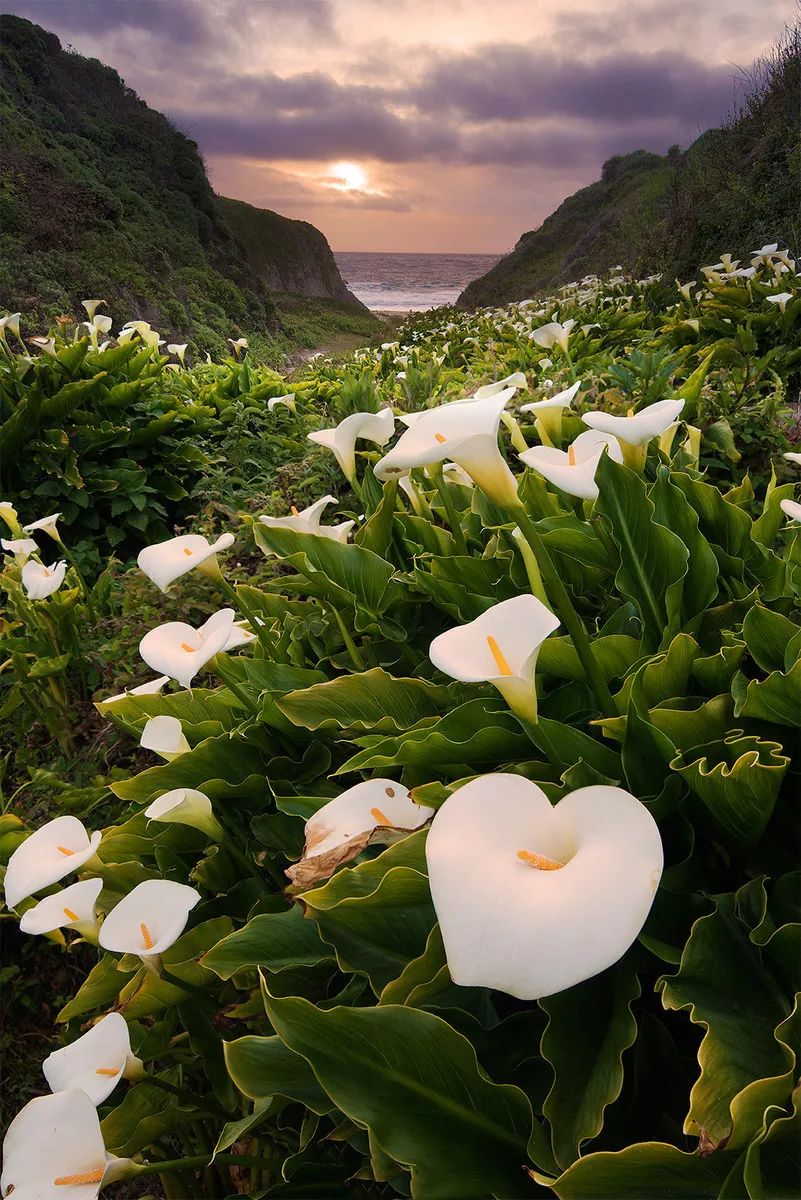 景观花海攻略,花海踏春旅游景点