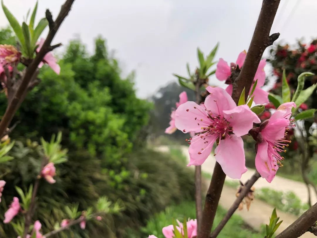 五粮液最近销量怎么样,五粮液逆势前后对比