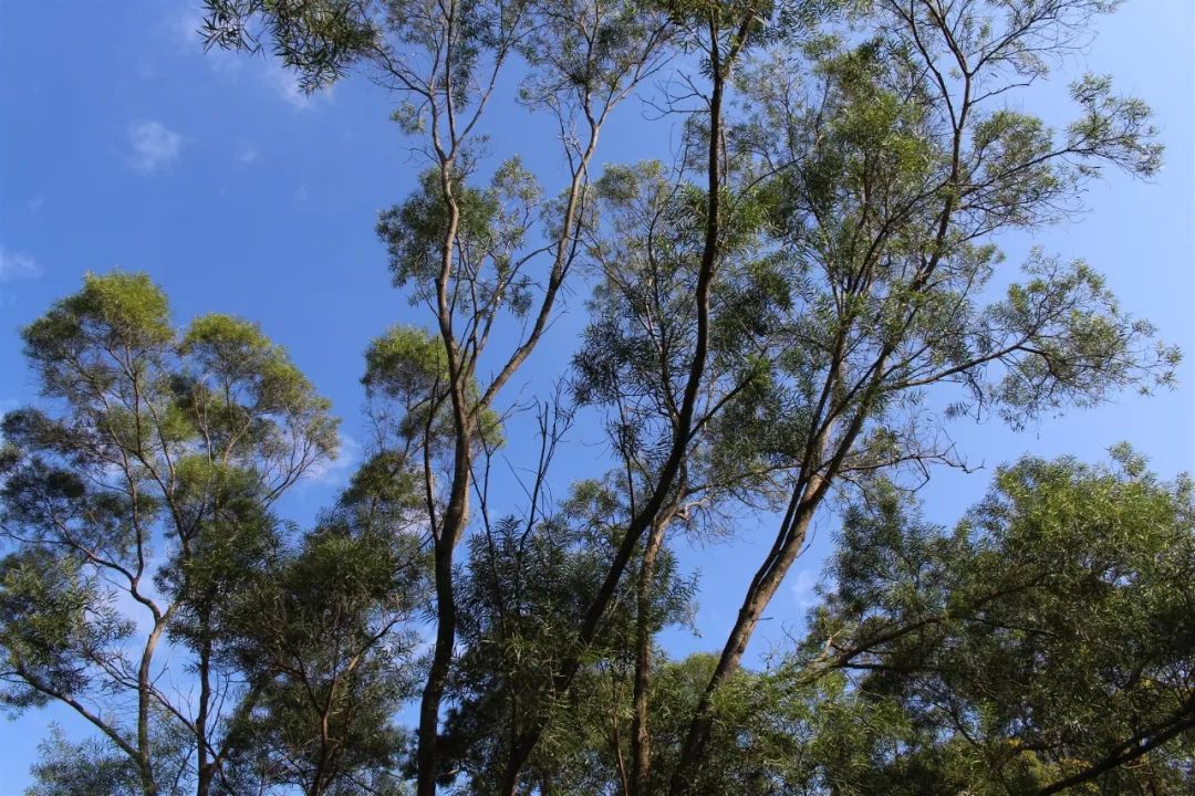 适合踏春的景点厦门,厦门春季旅游攻略