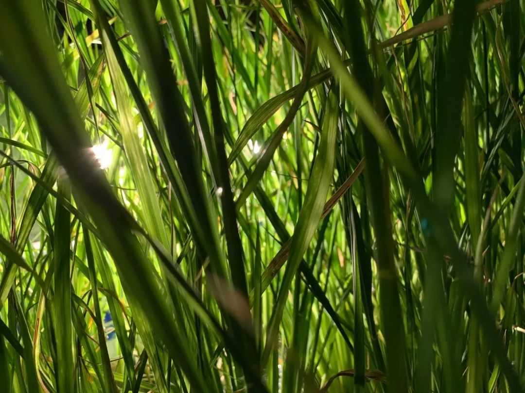 这大概是全世界最无聊的人了