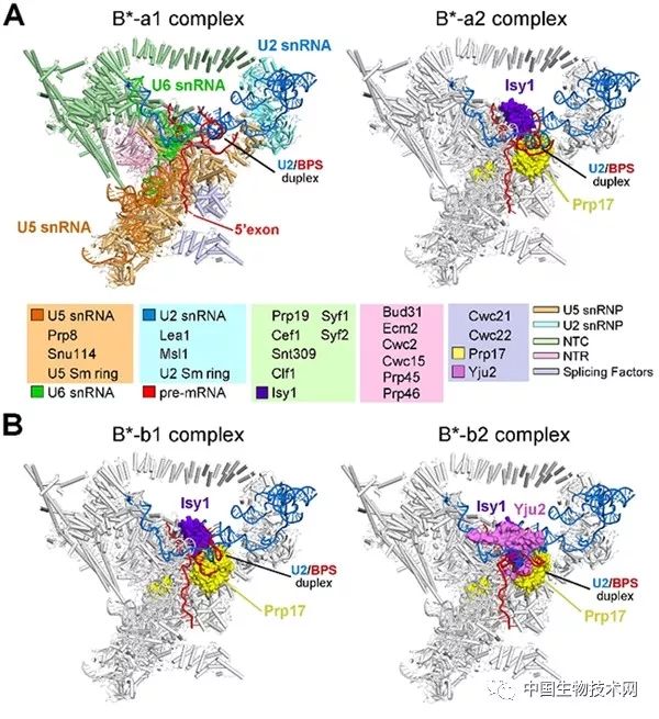 施一公课题组,施一公团队科研日常