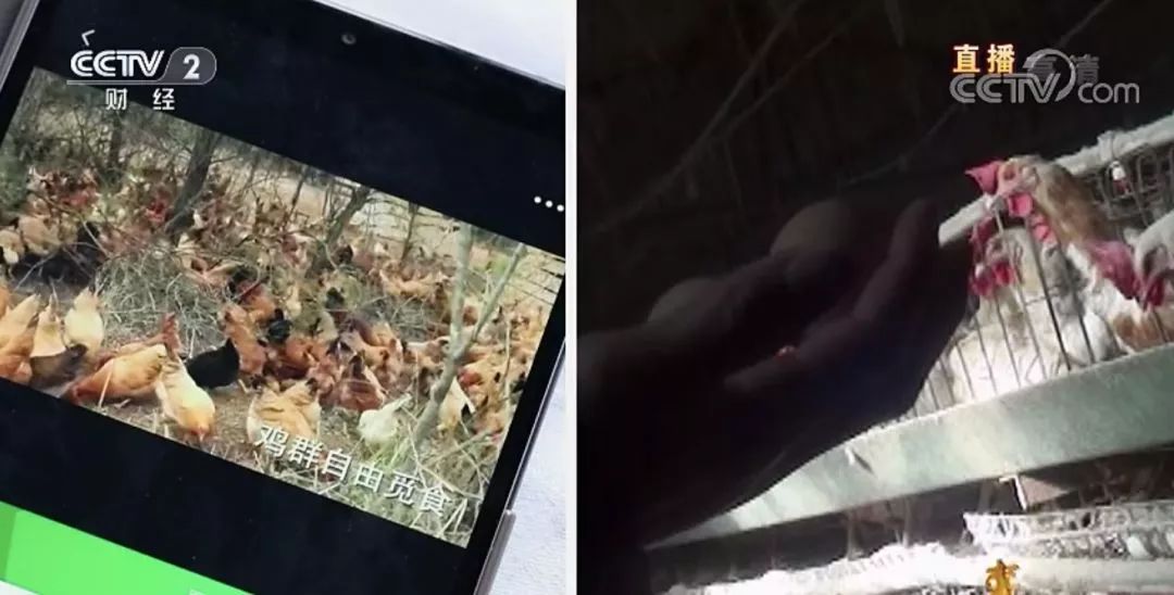 网上的土鸡蛋到底是真是假,土鸡蛋骗局种类