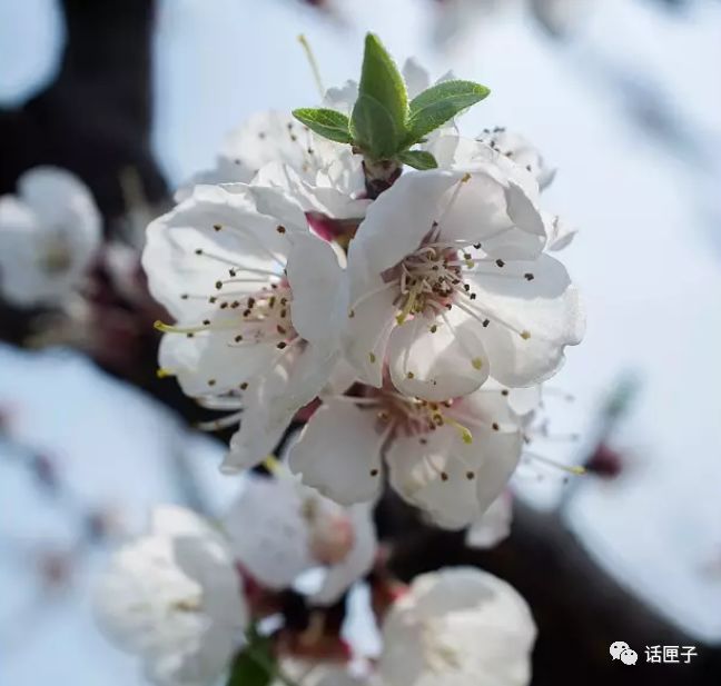 万花丛中,拍照选哪枝?话匣妹手把手教你过春天