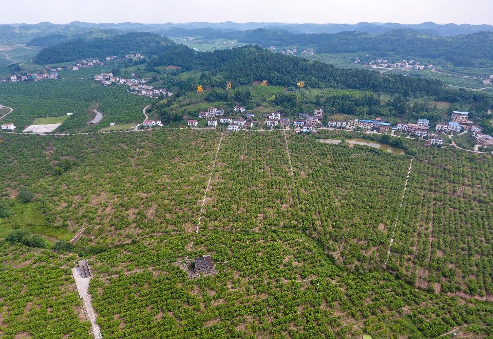 【方志四川•地理标志产品】安岳柠檬