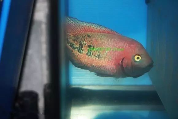 闆岄泟楸肩殑姝ｇ‘閰嶅鏂规硶,绉嶉奔濡備綍閰嶅