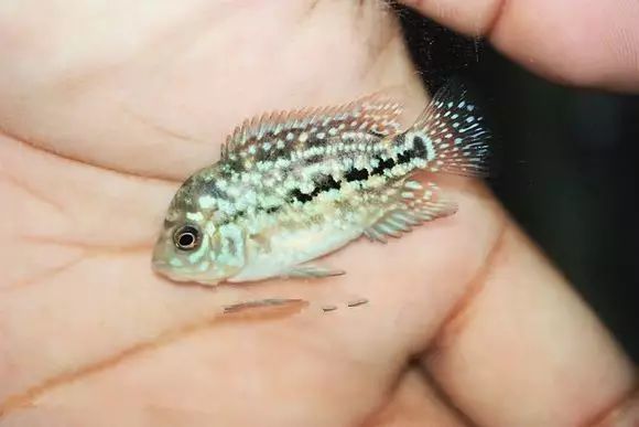 闆岄泟楸肩殑姝ｇ‘閰嶅鏂规硶,绉嶉奔濡備綍閰嶅