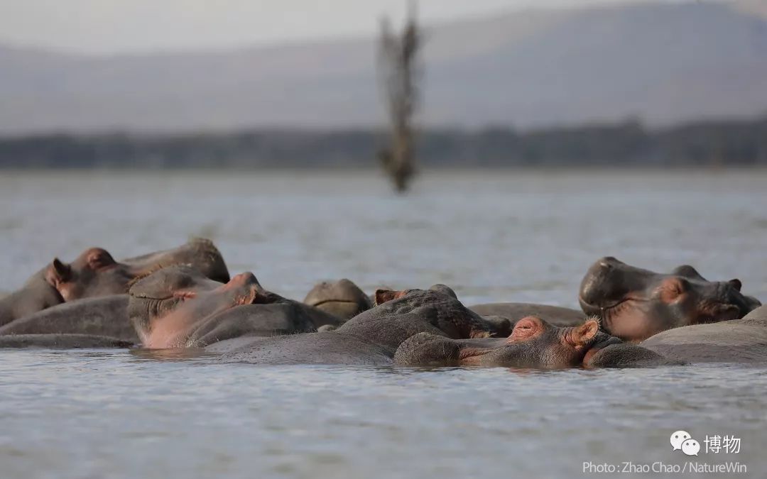 肯尼亚博物学之旅,博物肯尼亚