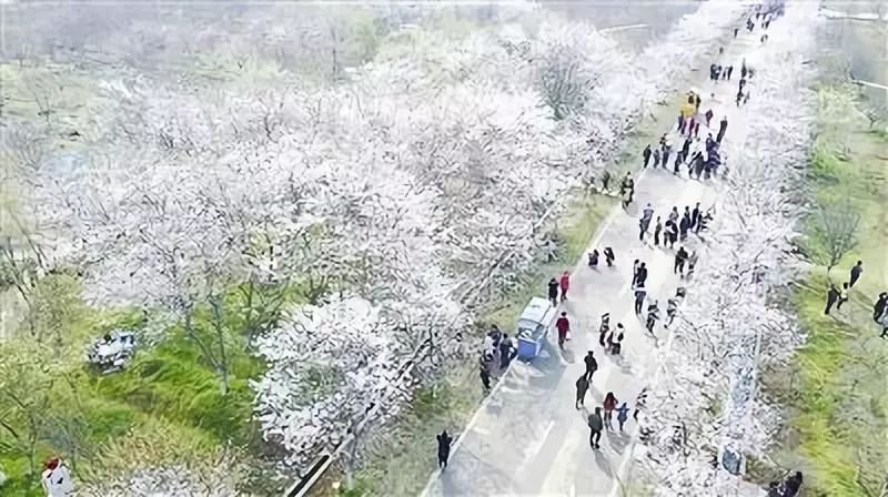 镇江春天一定要做的25件事，别辜负了大好*光春**！