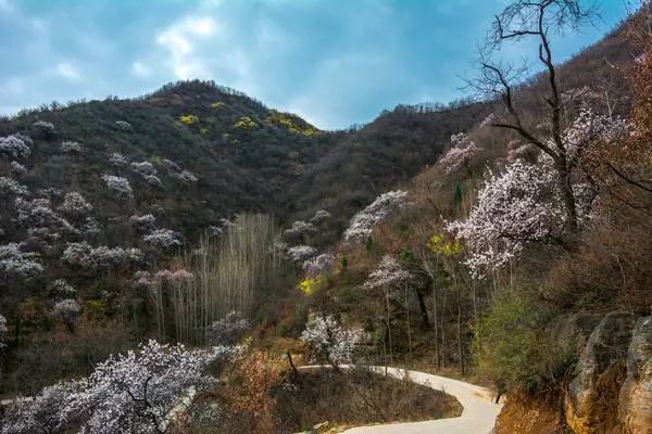 郑州周边踏青采摘野菜,郑州自驾踏青赏花好去处