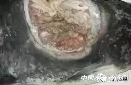 鱼溃疡病症状,鱼细菌性烂鳃的症状及治疗方法