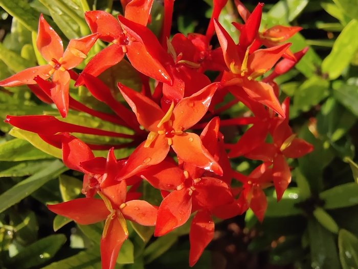 孔雀开屏般的美丽vivox27测评,vivox27采用的是什么屏旗舰版