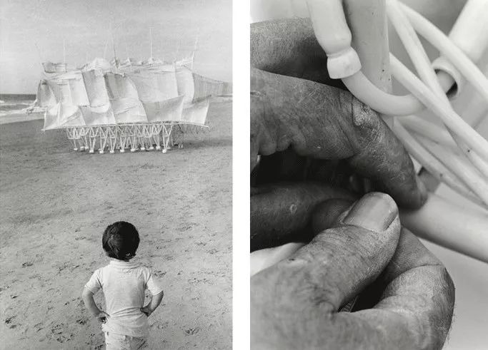 海边，他养了一群吃风的怪兽