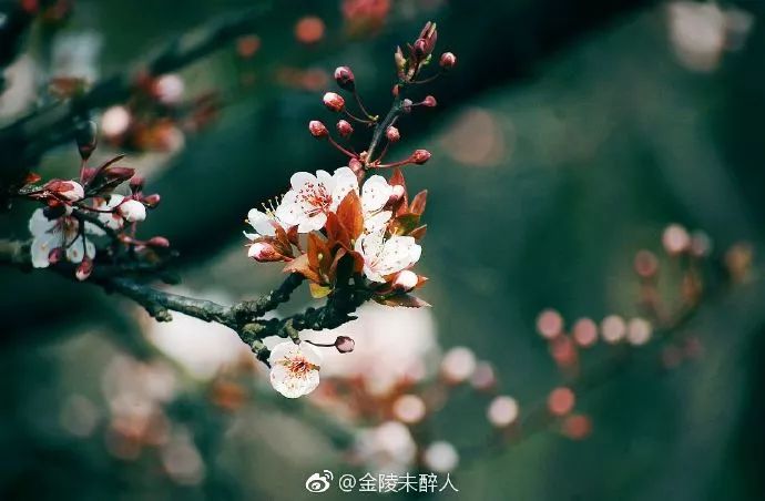 妯辨妗冩潖鏉庢ⅷ杈ㄨ鏂规硶,姊呮潕妗冩潖妯辫姳鎬庝箞鍖哄垎