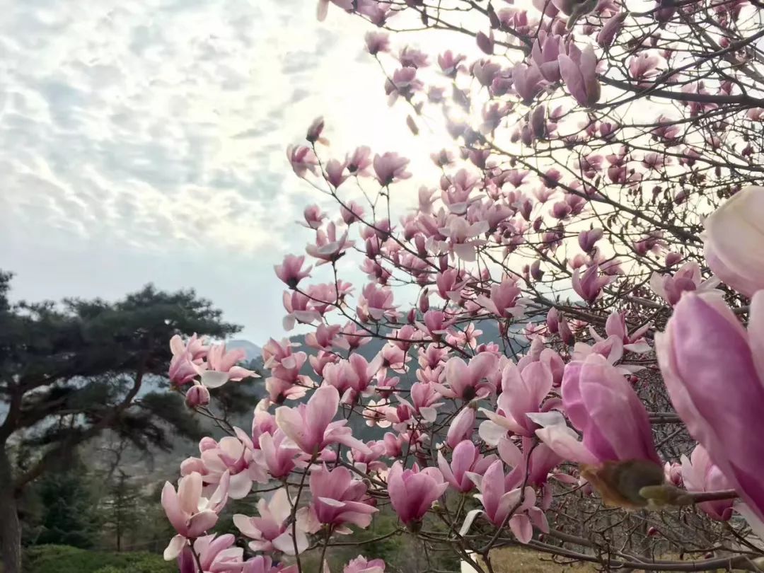 正当时莲花山踏青,莲花山赏花要预约吗