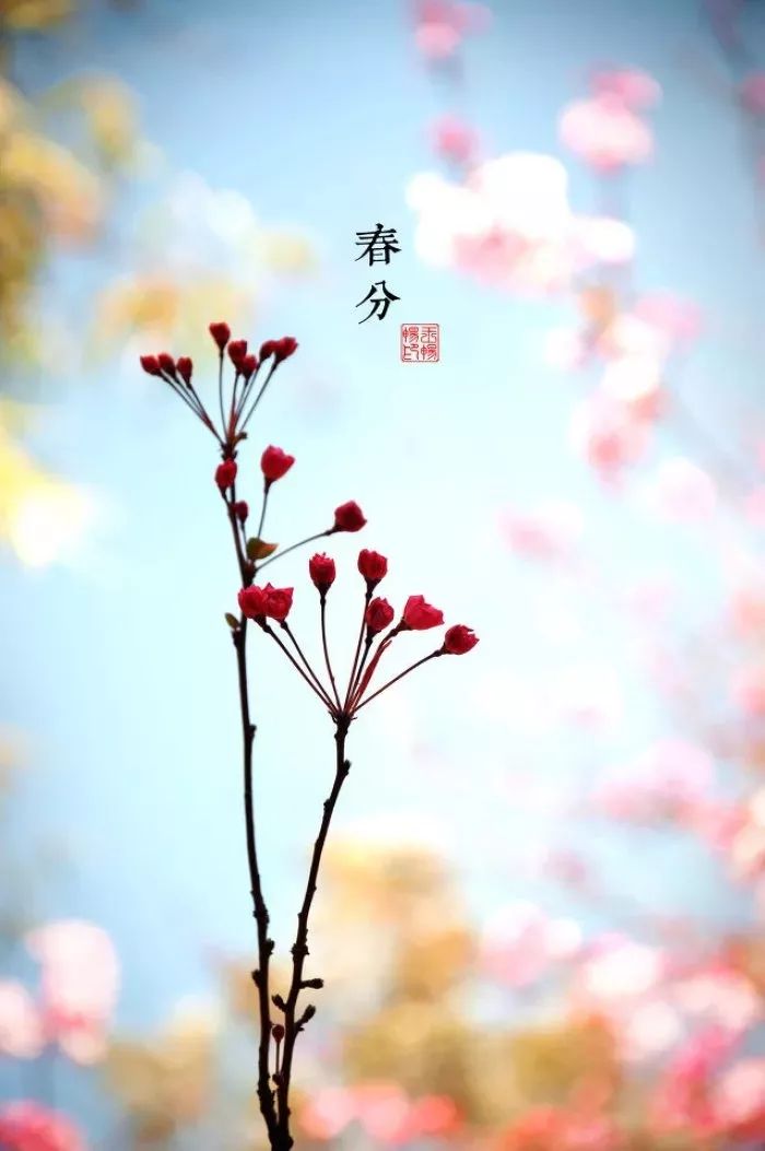 春分已至正是一年最美时,春分到最佳时光